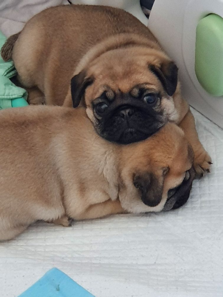 chiot Carlin Des Gardiens Des Trois Chênes